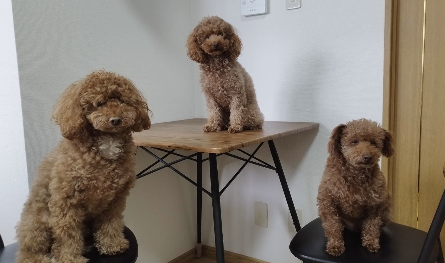 3匹の犬
