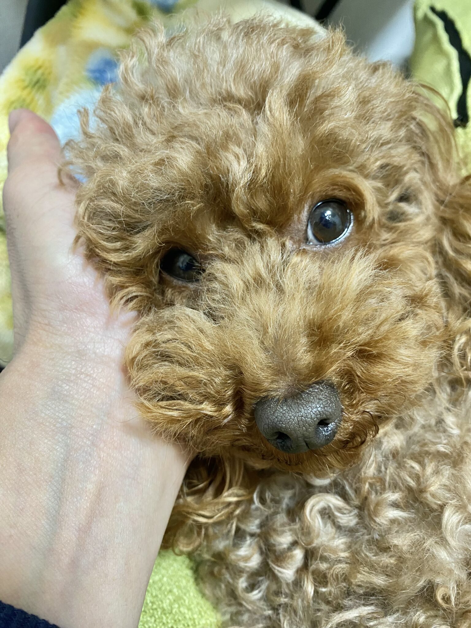 癒し