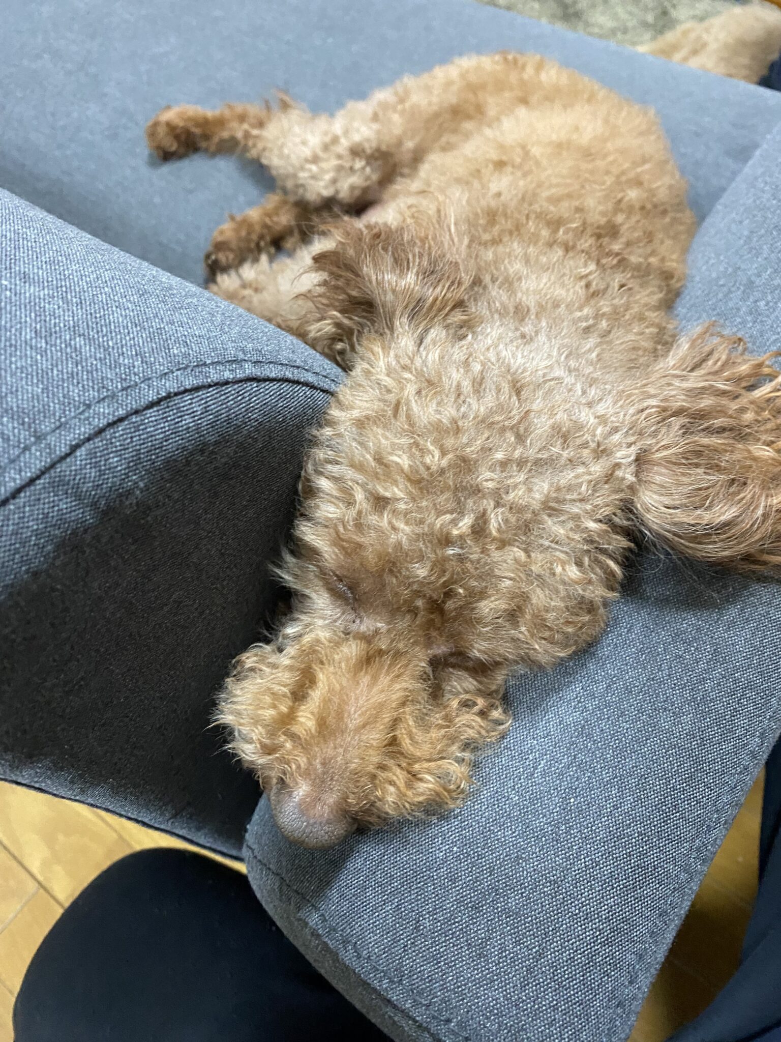 ソファーにハマってます
